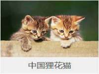 保定白沟新城关红花店