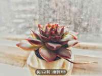 保定白沟新城关红花店