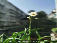保定白沟新城关红花店