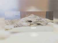 保定白沟新城关红花店