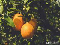 保定白沟新城关红花店