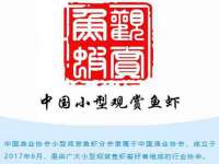 保定白沟新城关红花店