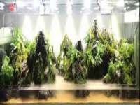 保定白沟新城关红花店