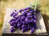 保定白沟新城关红花店